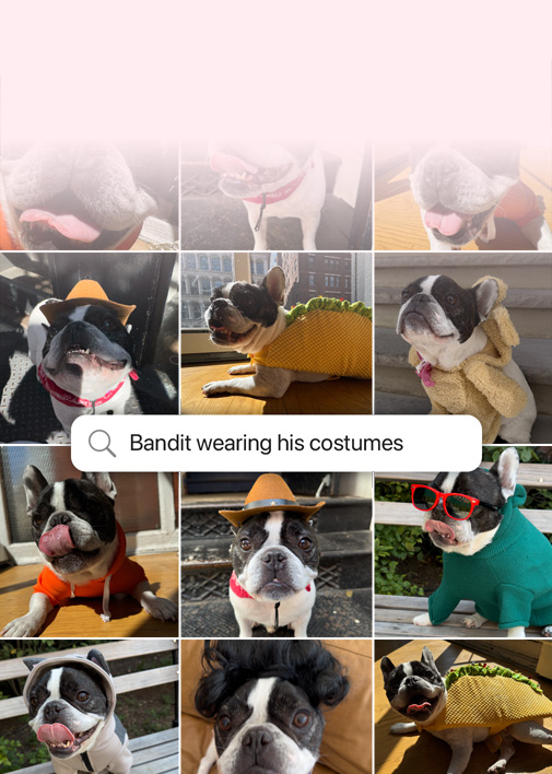 Demostración de la búsqueda con lenguaje natural en Fotos. Fotos de un perro con una consulta de búsqueda para encontrar las fotos en las que aparece disfrazado
